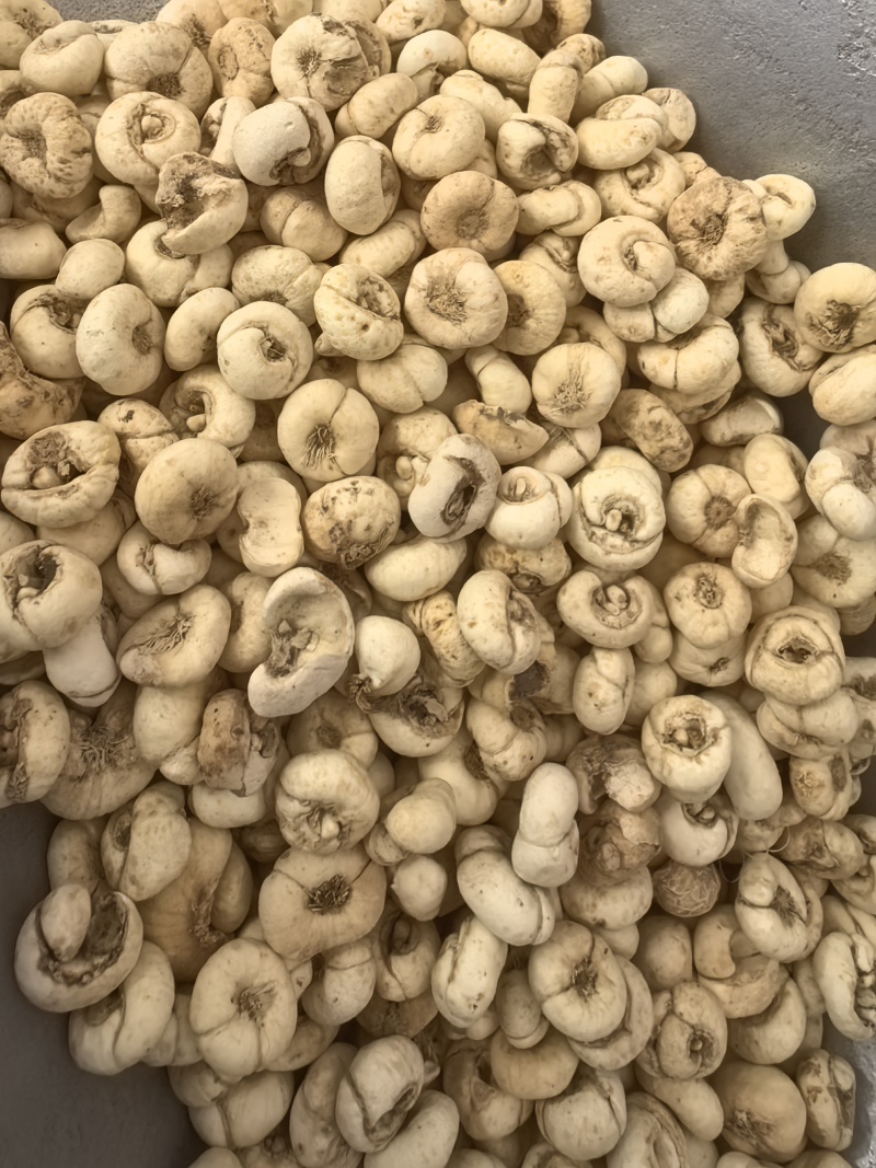 贝母平贝母统货无硫颜色好规格齐全品质保证价格优惠