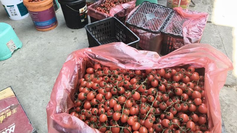 攀枝花千禧圣女果，产地直供量大从优全链对接批发市场
