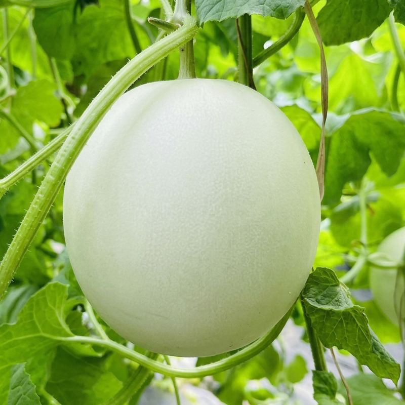 玉菇甜瓜电商一件代发产地直发
