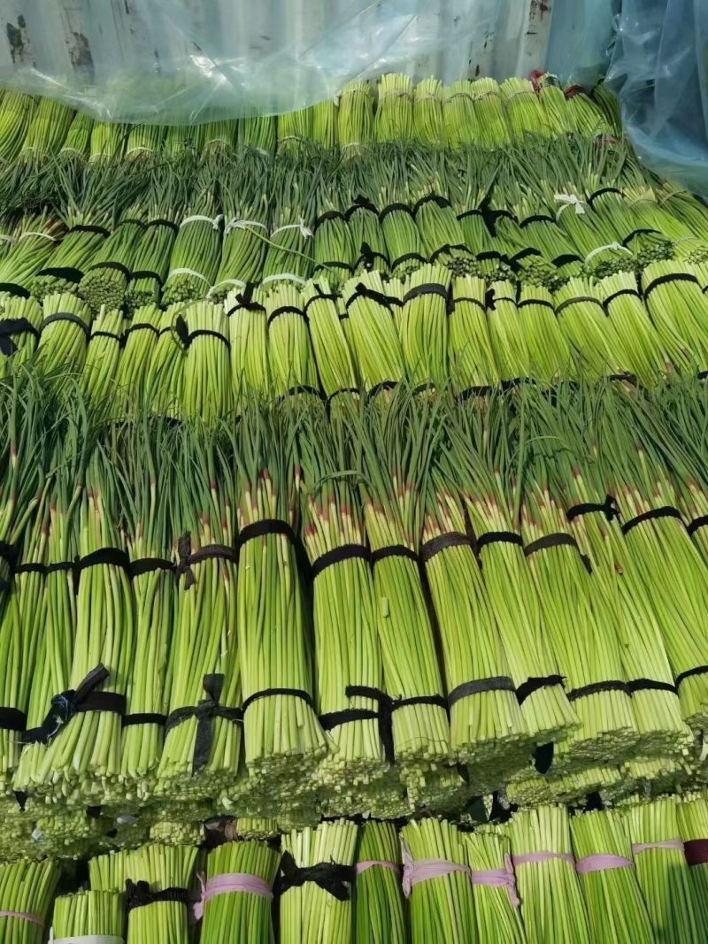 开封蒜薹红帽杂交蒜薹代收代存代加工货源稳定价格低