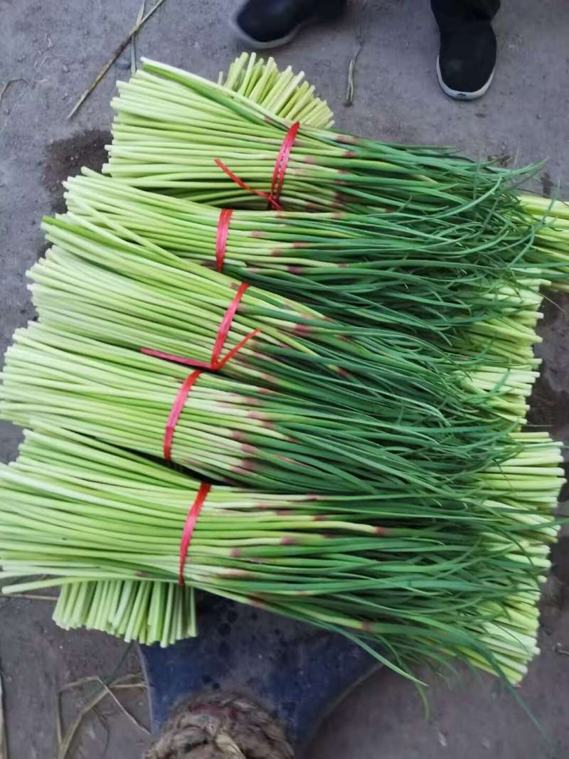 开封蒜薹红帽杂交蒜薹代收代存代加工货源稳定价格低