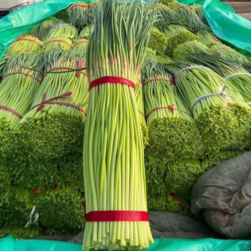 开封蒜薹红帽杂交蒜薹代收代存代加工货源稳定价格低
