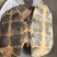 龟板生扒旱龟板
