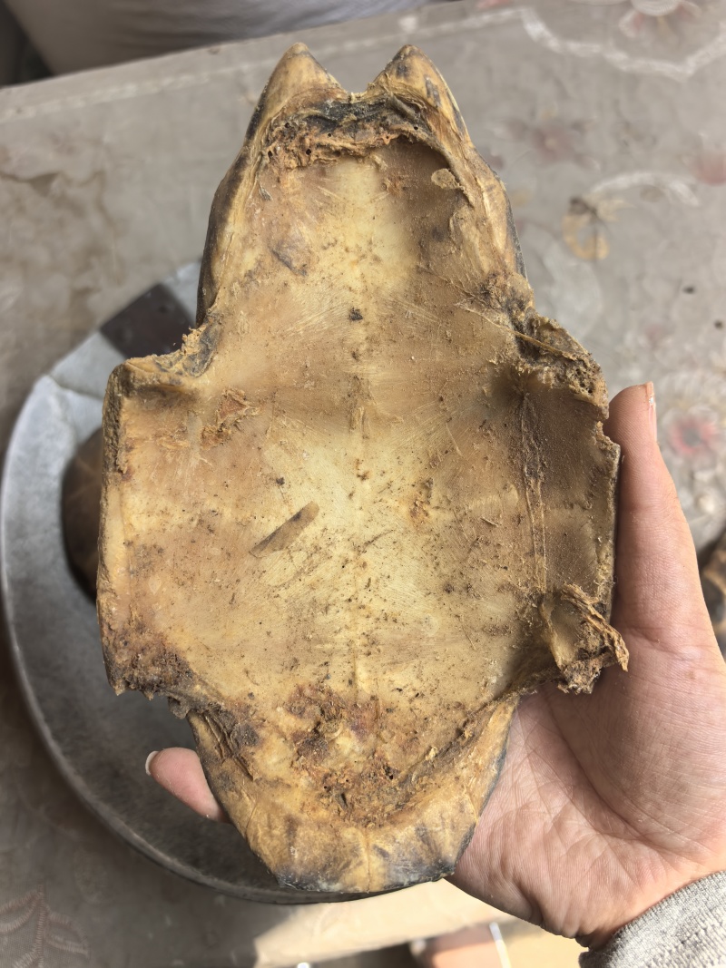 龟板生扒旱龟板