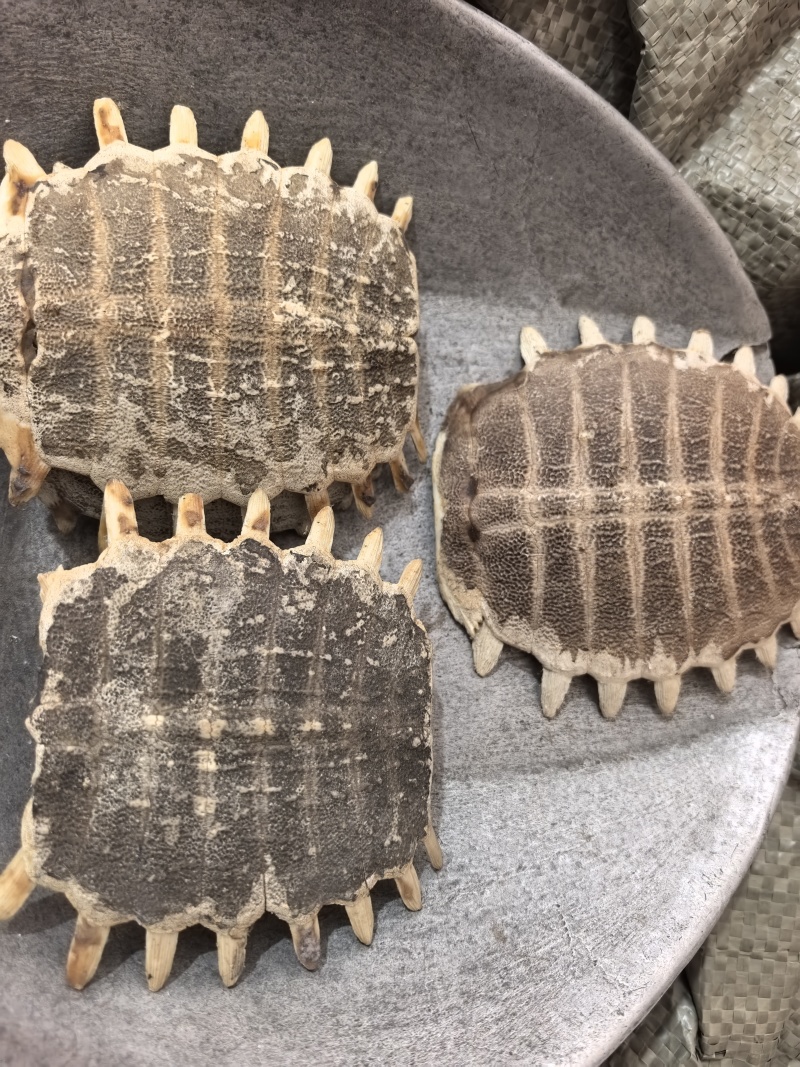 鳖甲熟扒规格齐全也有生扒品质保证价格优惠