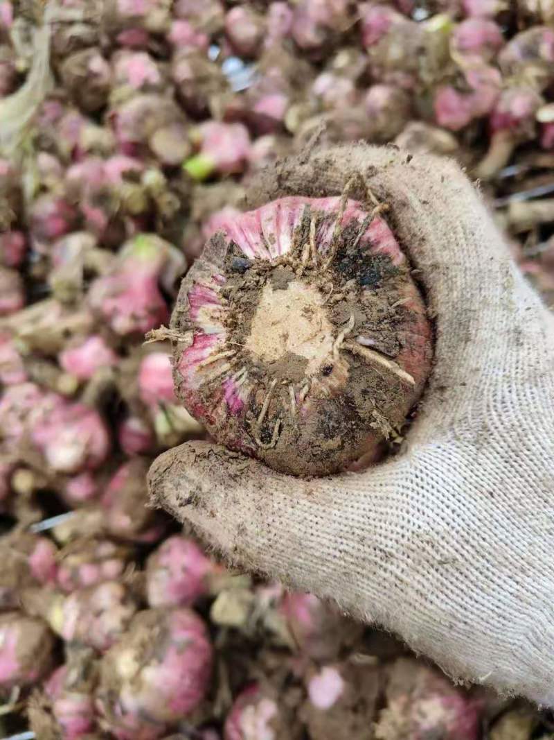 开封鲜蒜大蒜头早熟蒜紫皮货源稳定代收代发代加工