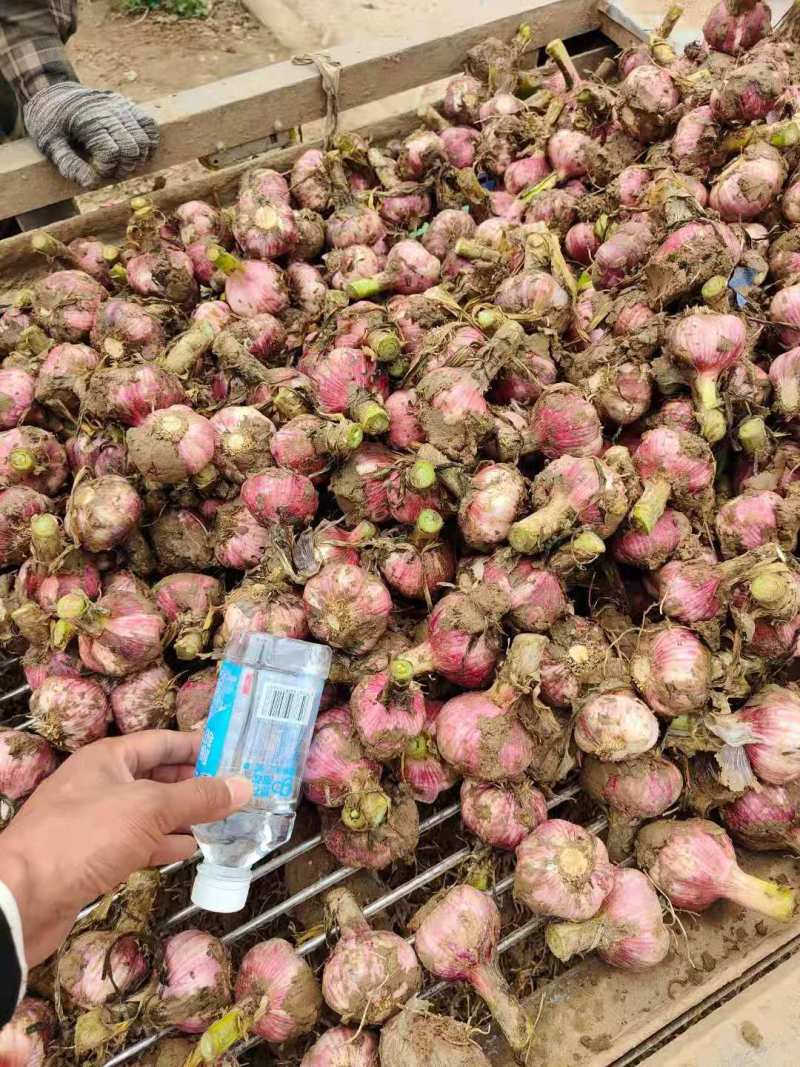 开封鲜蒜大蒜头早熟蒜紫皮货源稳定代收代发代加工