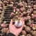 开封鲜蒜大蒜头早熟蒜紫皮货源稳定代收代发代加工