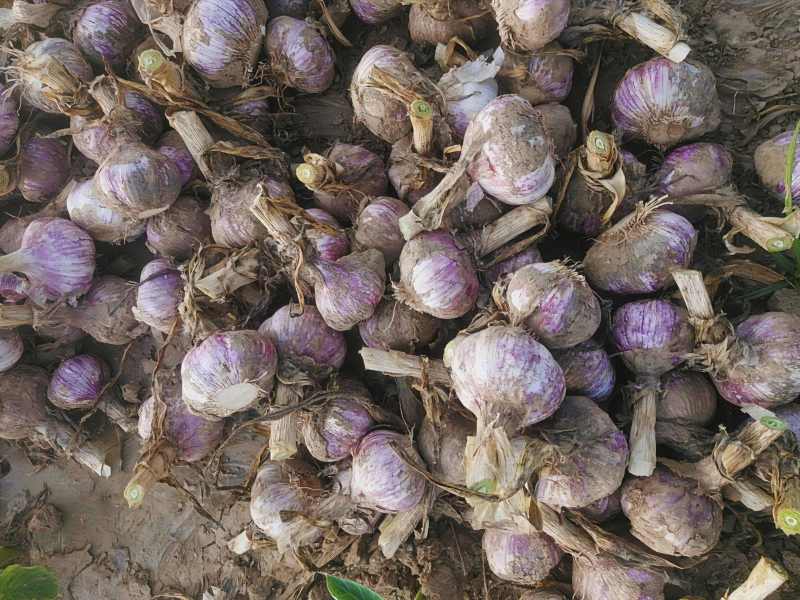开封鲜蒜大蒜头早熟蒜紫皮货源稳定代收代发代加工