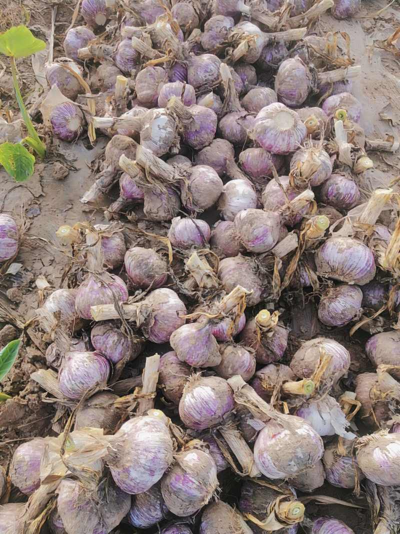 开封鲜蒜大蒜头早熟蒜紫皮货源稳定代收代发代加工