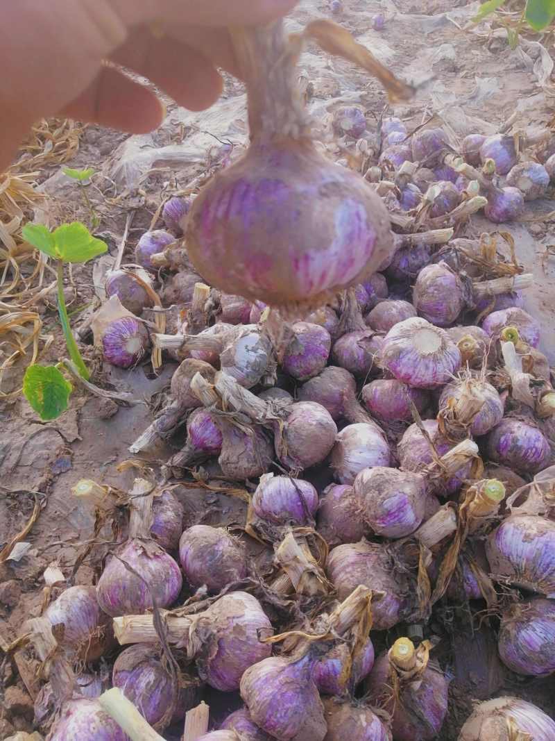 开封鲜蒜大蒜头早熟蒜紫皮货源稳定代收代发代加工