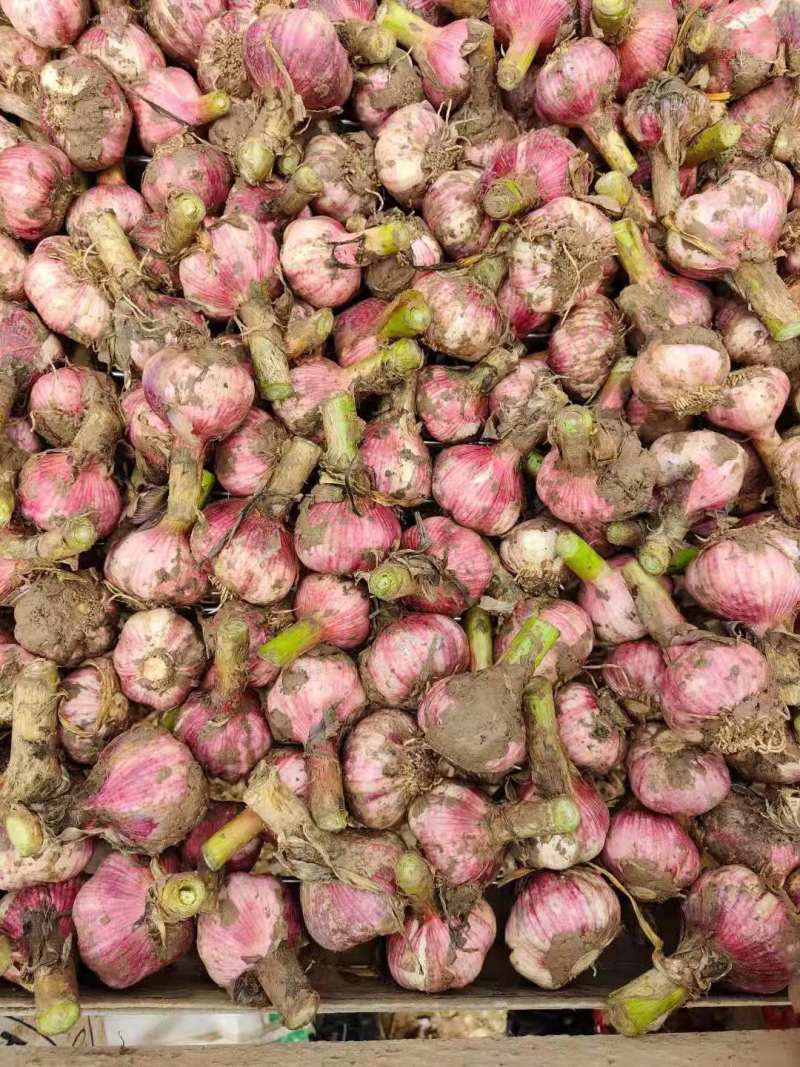 开封鲜蒜大蒜头早熟蒜紫皮货源稳定代收代发代加工