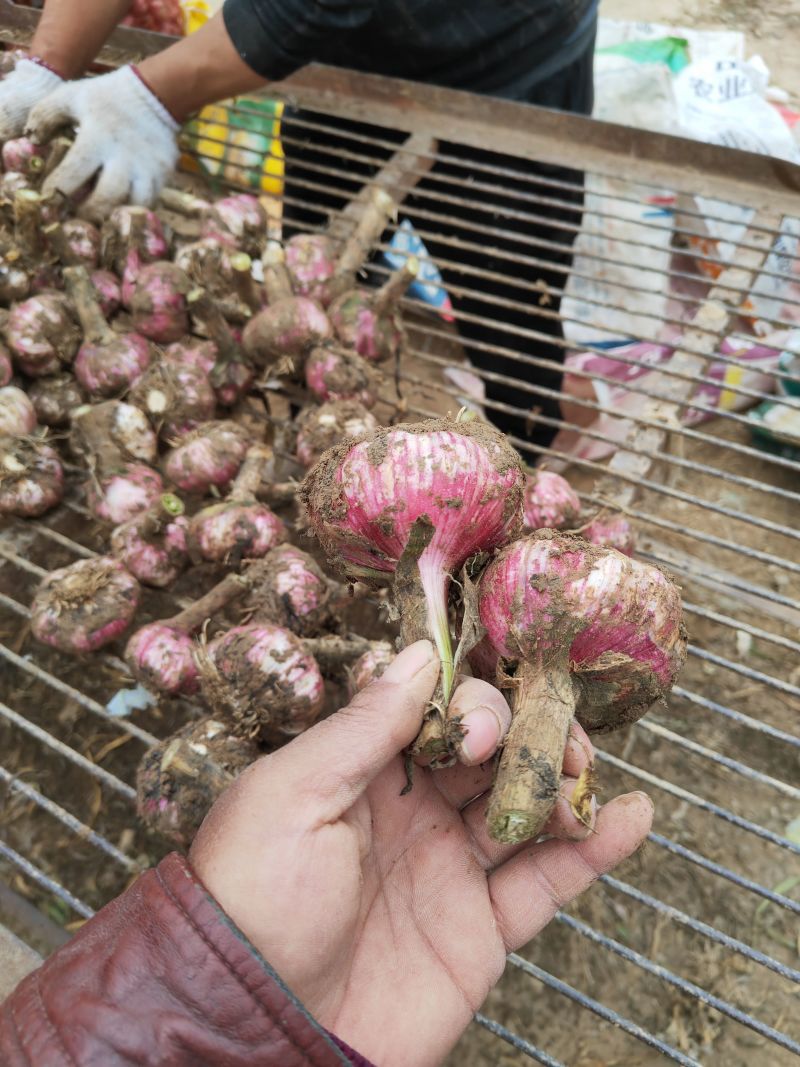 开封鲜蒜大蒜头早熟蒜紫皮货源稳定代收代发代加工