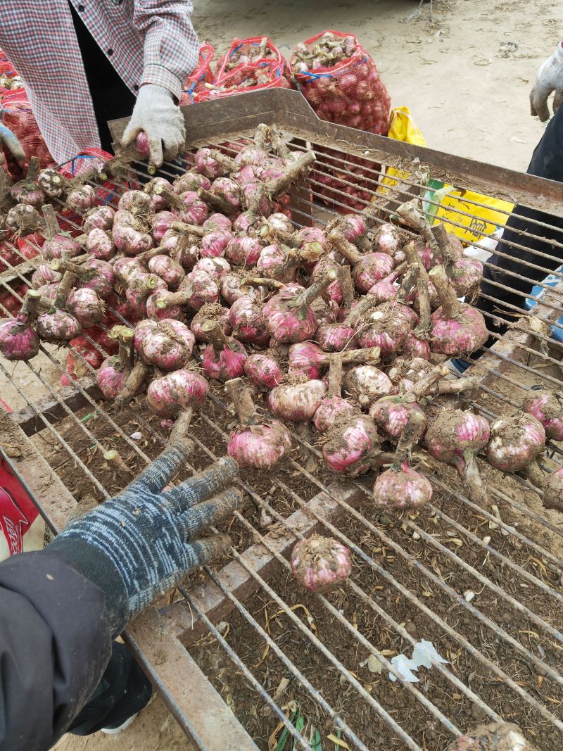 开封鲜蒜大蒜头早熟蒜紫皮货源稳定代收代发代加工
