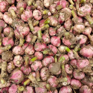 开封鲜蒜大蒜头早熟蒜紫皮货源稳定代收代发代加工