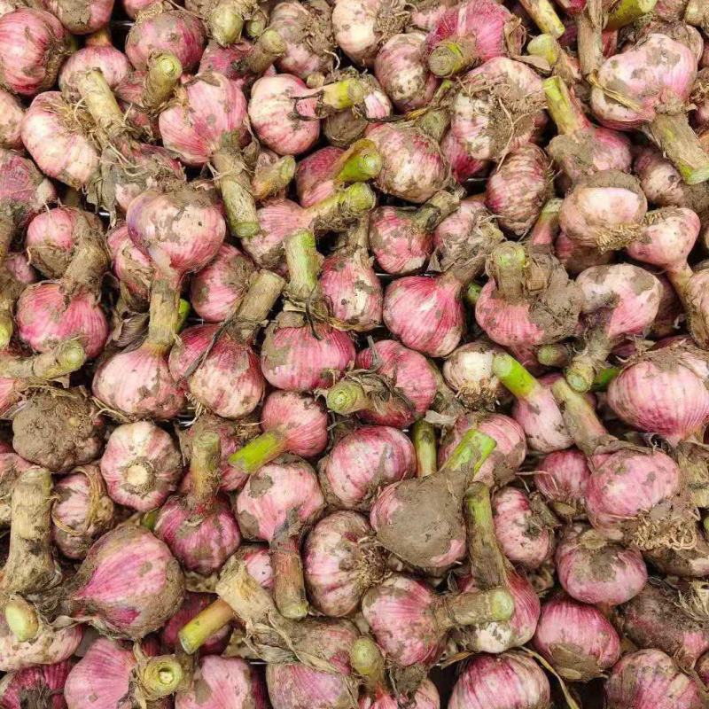 开封鲜蒜大蒜头早熟蒜紫皮货源稳定代收代发代加工