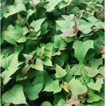 哈密苗红薯苗大量上市，货源充足，支持视频看货，价格美丽