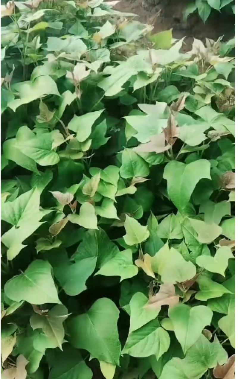哈密苗红薯苗大量上市，货源充足，支持视频看货，价格美丽