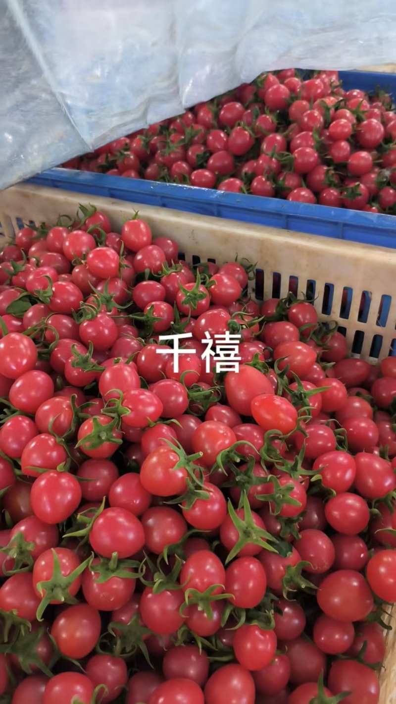 【热卖】青甜二号圣女果脆甜多汁价格美丽小番茄