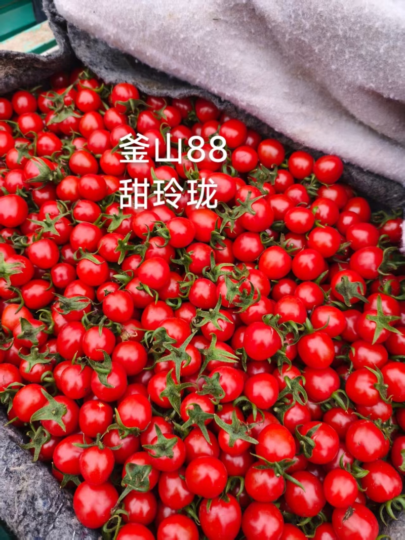 【热卖】青甜二号圣女果脆甜多汁价格美丽小番茄