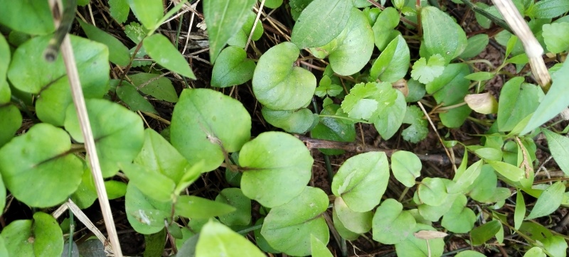 新鲜四川金钱草大叶金钱草