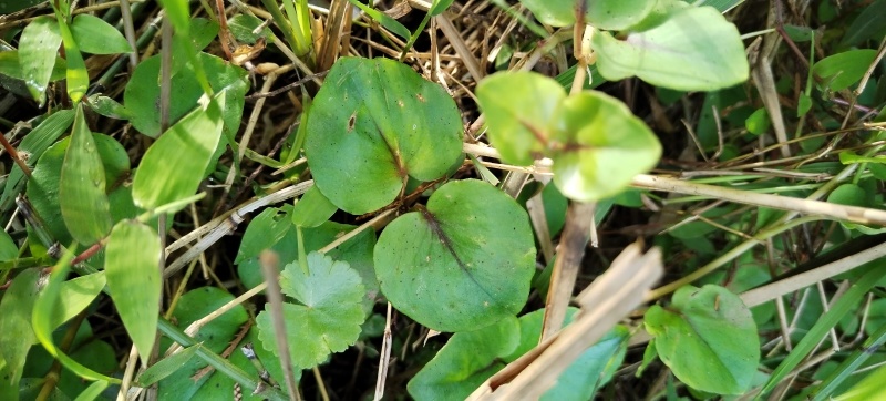 新鲜四川金钱草大叶金钱草