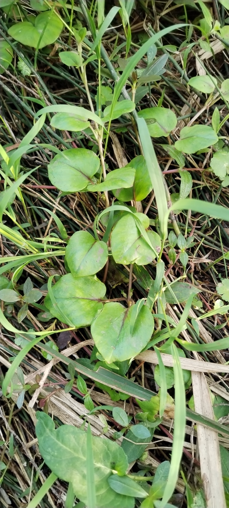 新鲜四川金钱草大叶金钱草