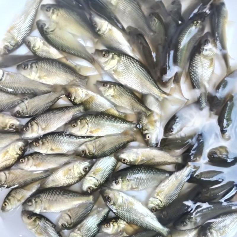鲤鱼苗货源充足量大从优质量保证成活率高欢迎咨询