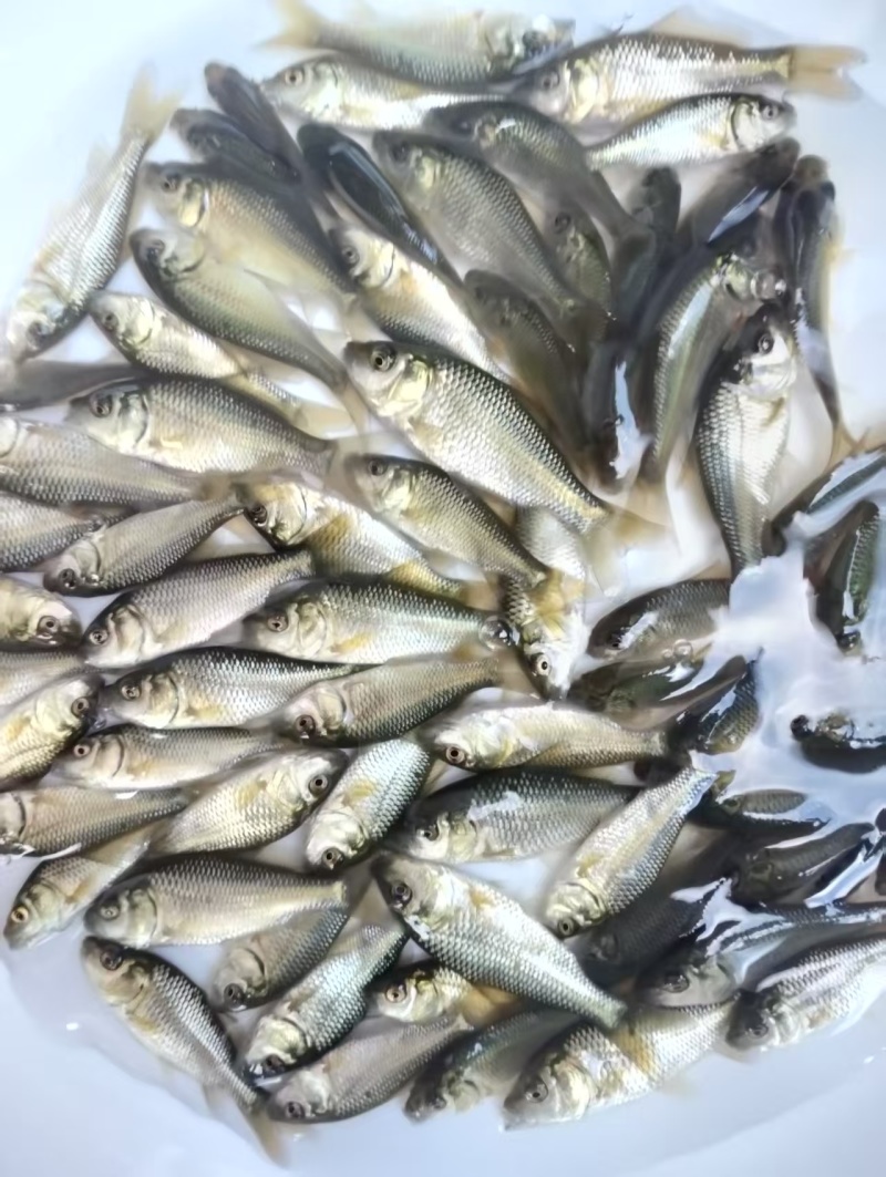 鲤鱼苗货源充足量大从优质量保证成活率高欢迎咨询