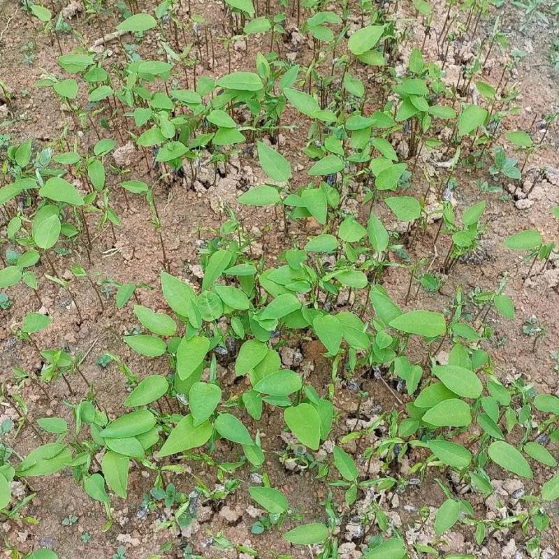牛心梨释迦芽苗，嫁接释迦果苗**砧木