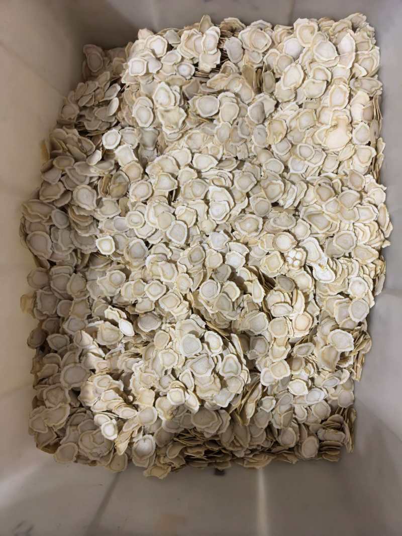 西洋参西洋参片软质2.0选片品质保证价格实惠