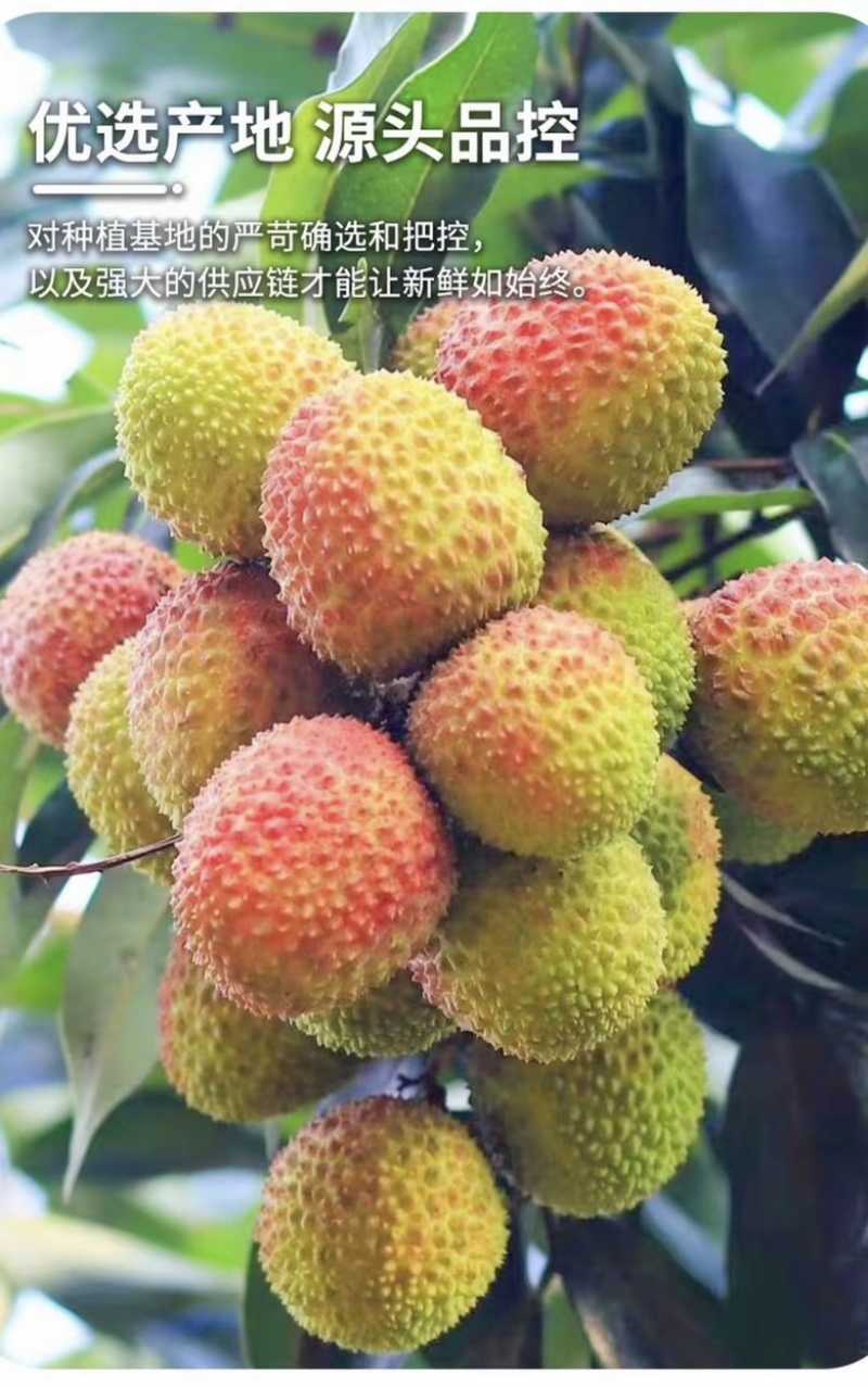 海南妃子笑荔枝一件代发对接电商商超产地直供大量货源