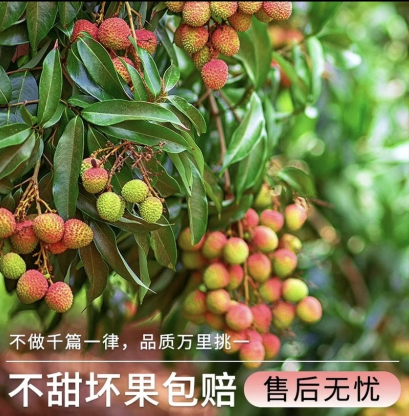 海南妃子笑荔枝一件代发对接电商商超产地直供大量货源