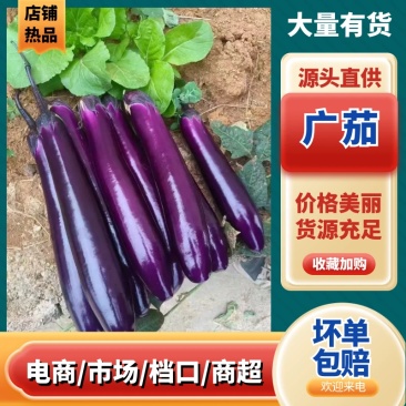 茄子广茄产地精品量大统货加工厂产地直发支持各种包