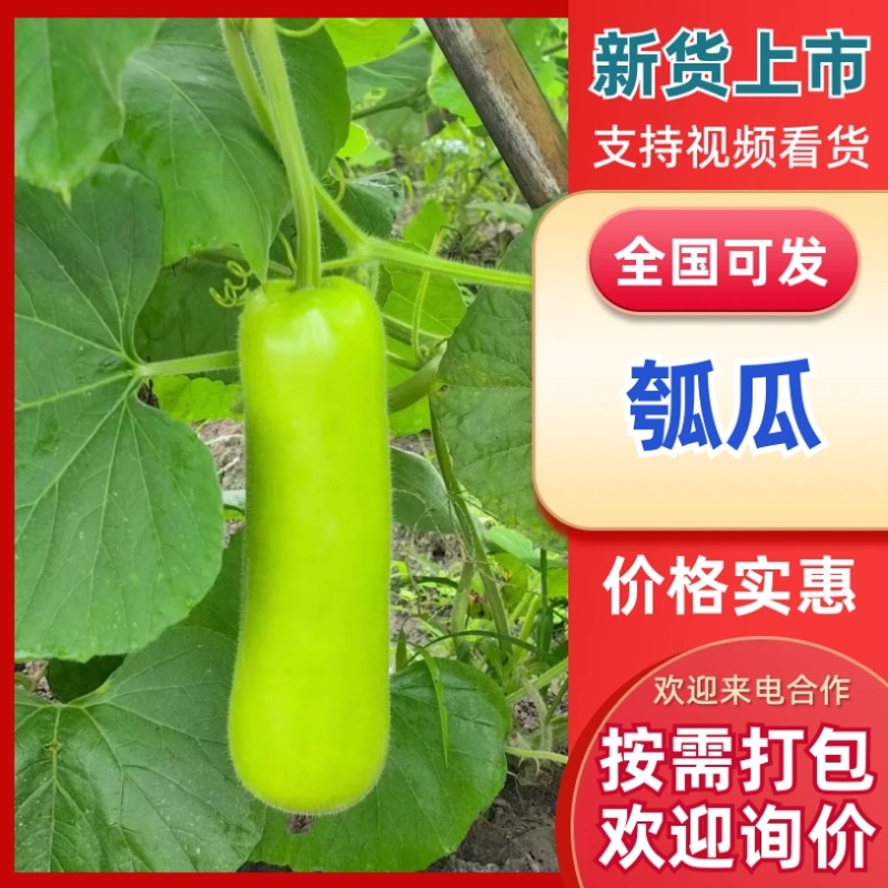 精品瓠瓜，短瓠瓜基地直销质量优价位合理可提供视频看