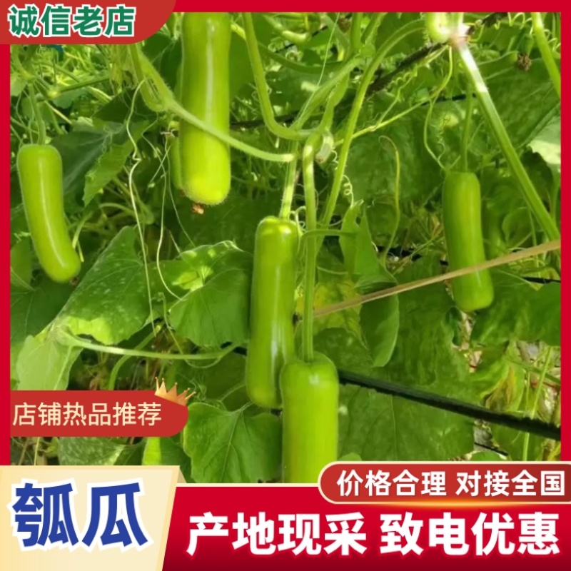 精品瓠瓜，短瓠瓜基地直销质量优价位合理可提供视频看