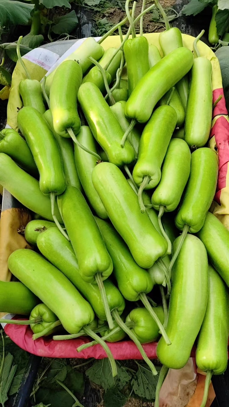 精品瓠瓜，短瓠瓜基地直销质量优价位合理可提供视频看