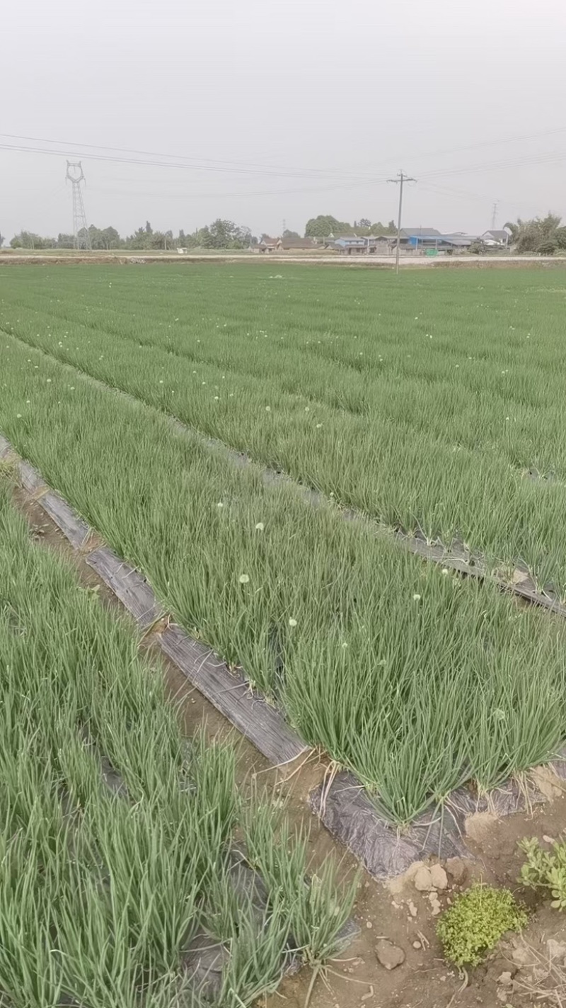 云南小黑葱四川德阳批量供应