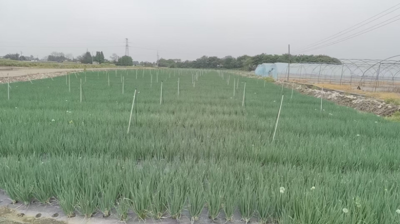 云南小黑葱四川德阳批量供应