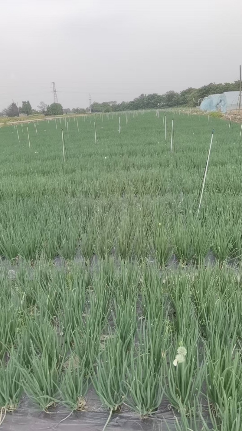 云南小黑葱四川德阳批量供应
