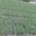 云南小黑葱四川德阳批量供应