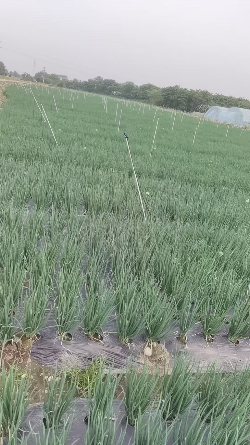 云南小黑葱四川德阳批量供应