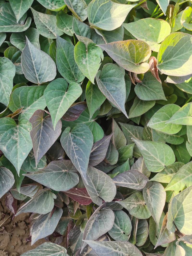 河北红薯苗