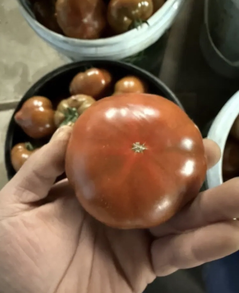 【好评超多】泰番麒麟番茄外观独特口感酸甜各渠道热销