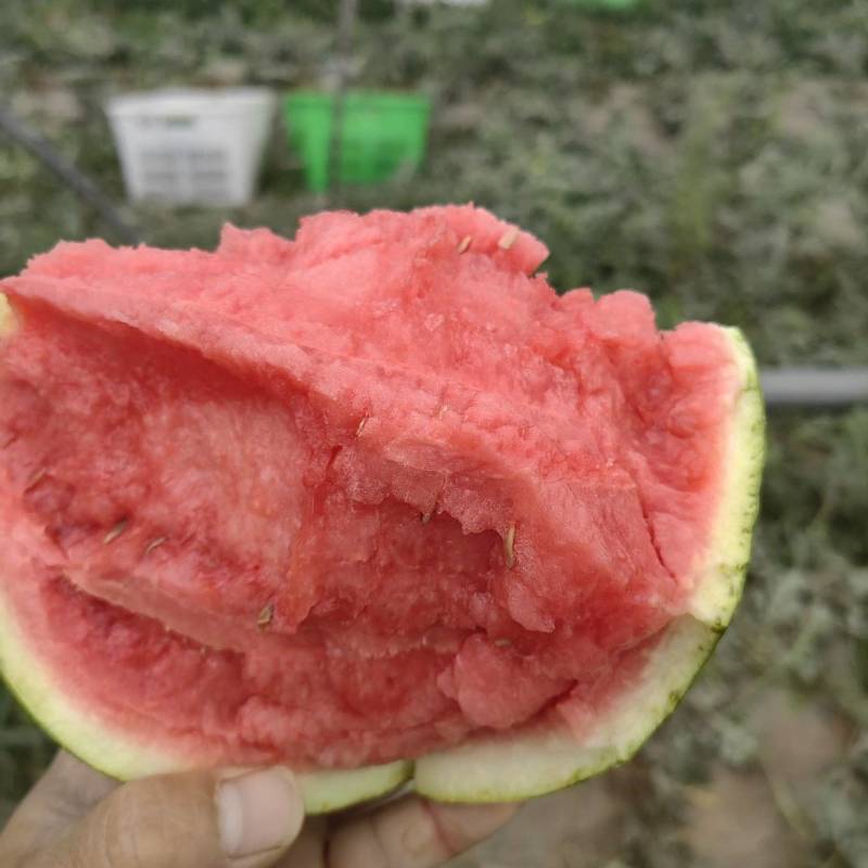小糖丸吊瓜大量成熟产地直发质量保证量大从优欢迎咨询