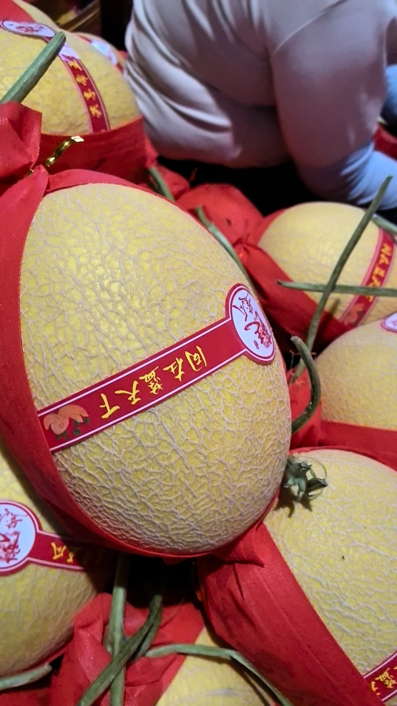 甘肃西洲蜜17号哈密瓜西洲蜜25号小蜜晓蜜哈密瓜