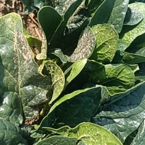 大叶菠菜