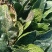 大叶菠菜
