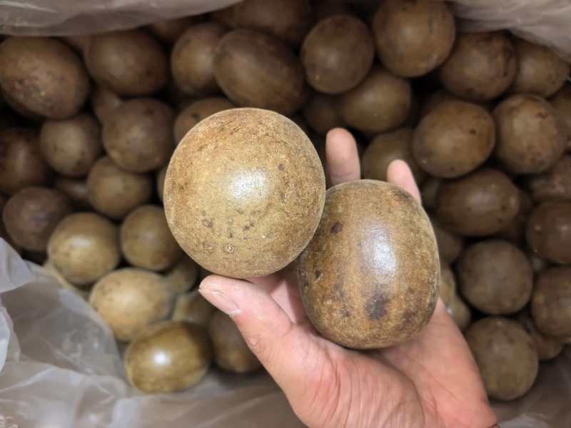 罗汉果广西精品大选果规格齐全品质保证价格优惠