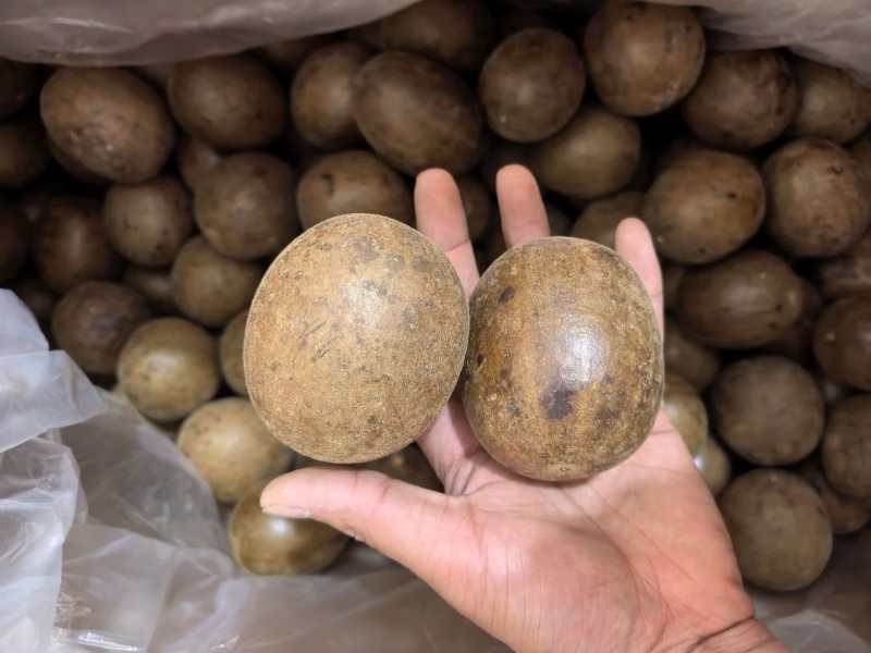 罗汉果广西精品大选果规格齐全品质保证价格优惠